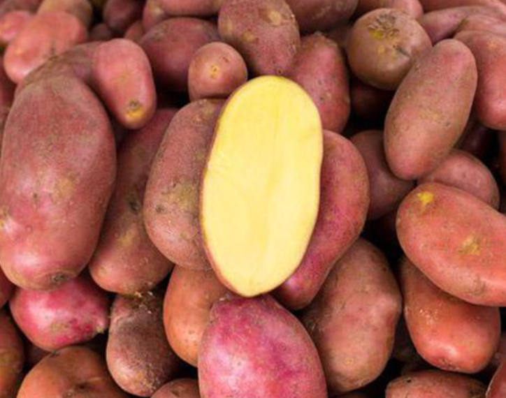 Захист від колорадського жука